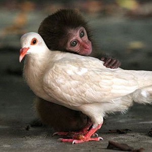 Strange-animal-relationships_OM-Times
